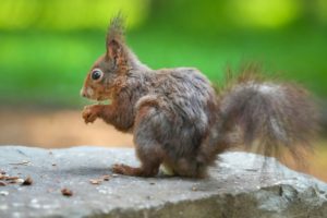 Close-up profile of a red rodent on the stone with a green background